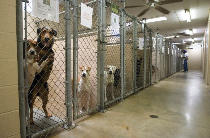 sad dog in shelter