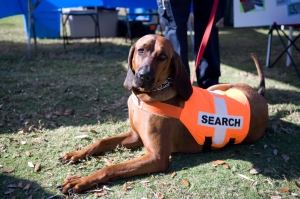 Search and Rescue dog