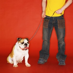 Low Section View of a Man with His Bulldog